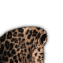 inscription be0d08c34ec5c8404caba54a577d4d4cf12dc43911c580a6fe7d2204e784c0f0i22